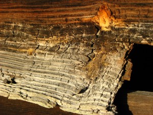 chopped wood in sunlight