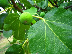 fig tree bearing fruit