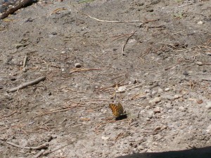 butterfly in arid landscape