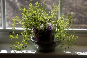 thyme growing on kitchen window ledge