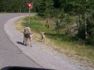 mother and baby goat