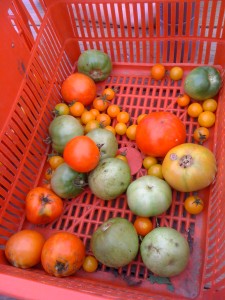tomatoes in red basket