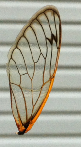 close up cicada wing