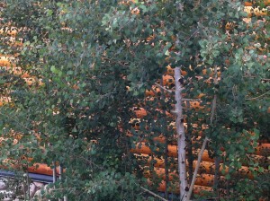 aspen trees against orange building