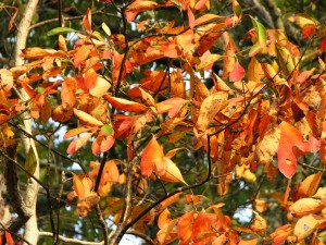 fall leaves, fall color