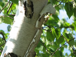 birch tree with leaves and peeling bark