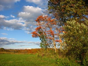 october trees and field with cloudy blue sky