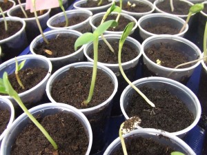 seedlings in plastic cups