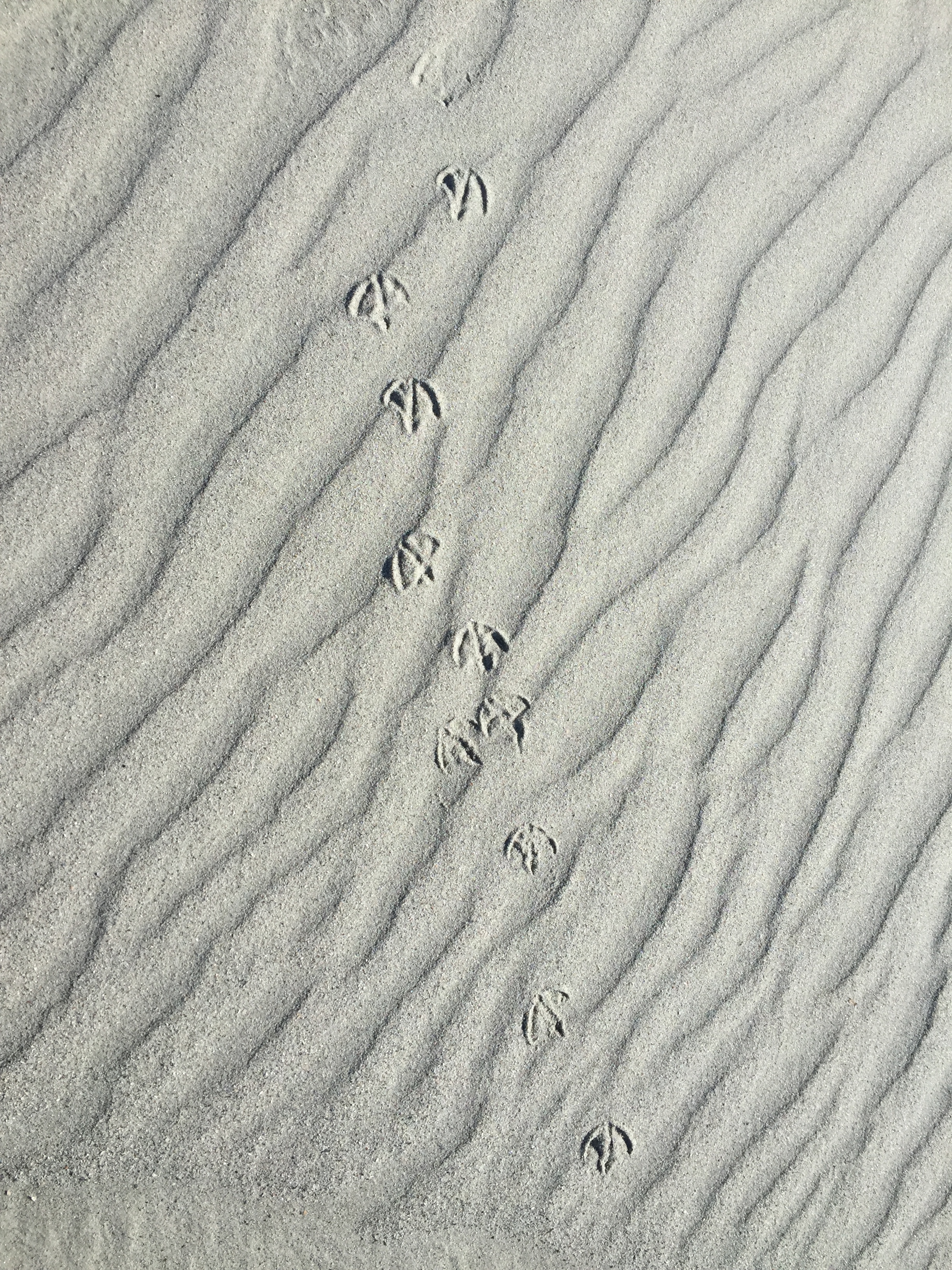 bird footprints in winter sand