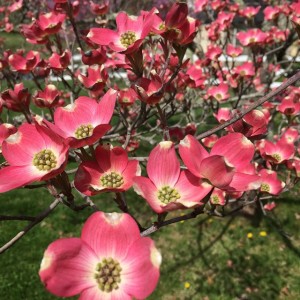 Our state flower, blooming right alongside the Monticello Trail, another great local hike.