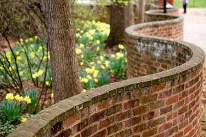 Blaha_1024px-Serpentine_wall_UVa_daffodils_c2010