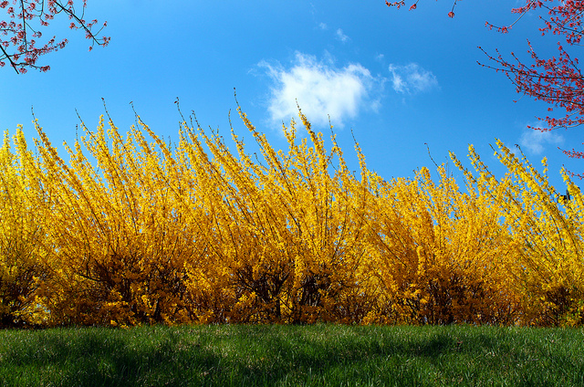 forsythia.c2012_b.eckstein