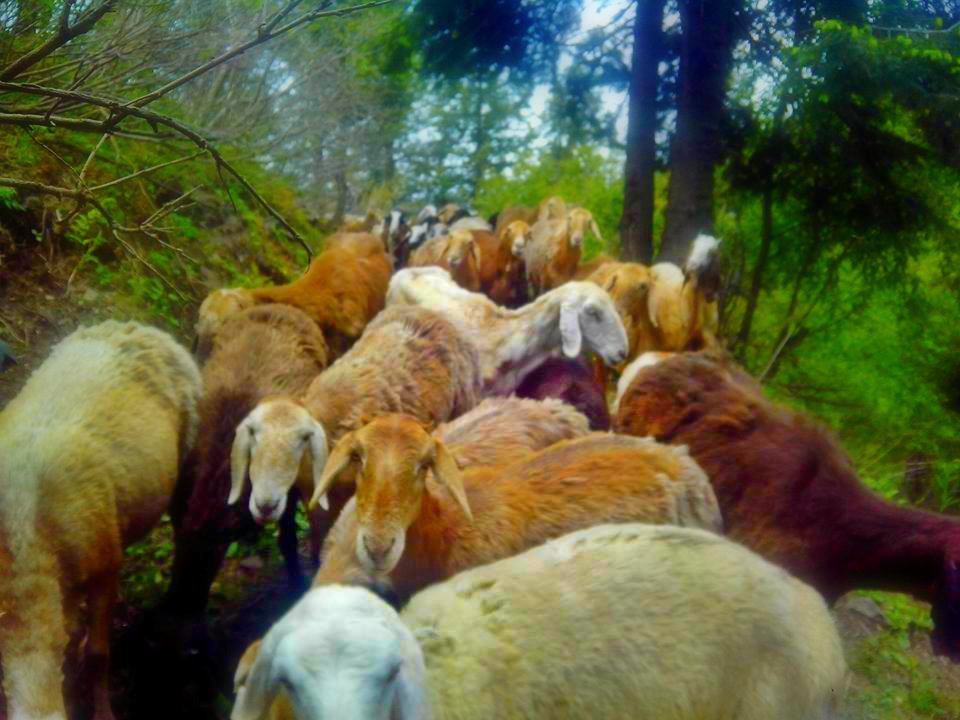 Sheep, getting in the way like we do.